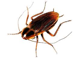 cockroach-control