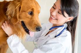 pet-doctor