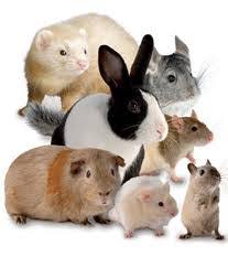 small-pets