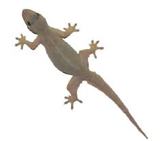 lizard-pest-control