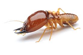 termite-control