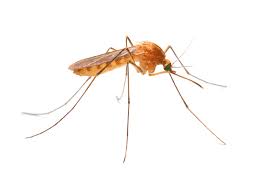 mosquito-control