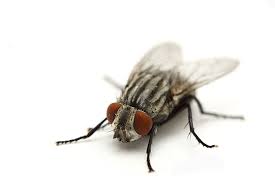 fly-control