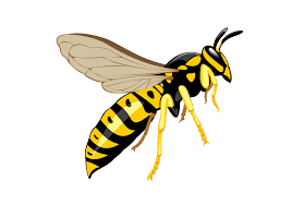 wasp-bee-control