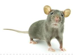 rat-control