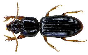 woodborer
